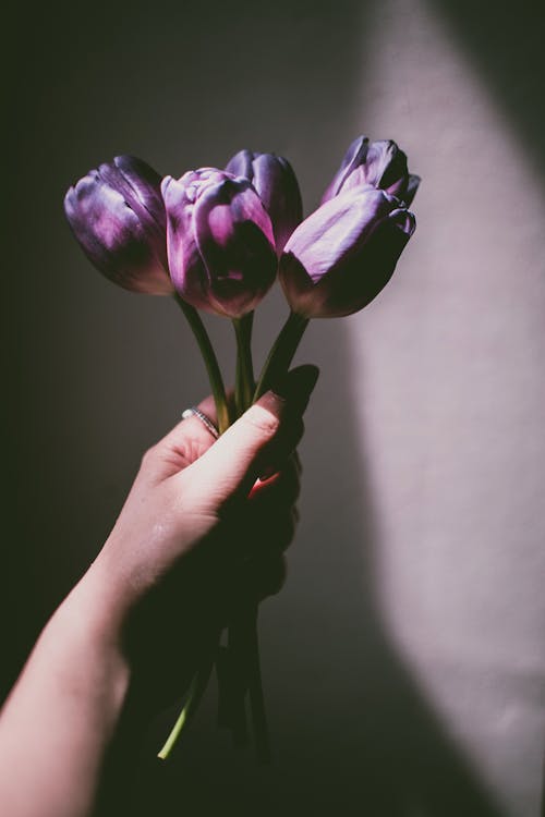 Free Person Holding Purple Tulips Stock Photo