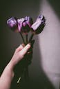 一只手拿着鲜艳的紫色郁金香，背景柔软地衬托着
