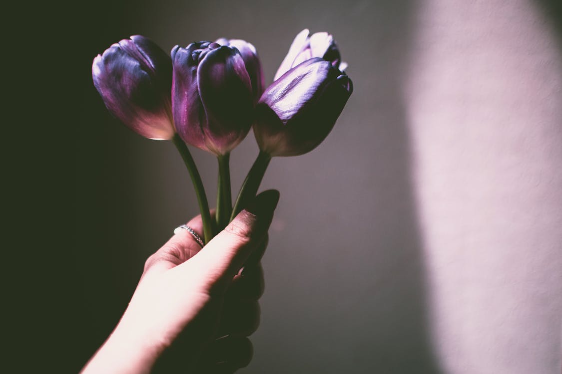 Free Person Holding Purple Petaled Flowers Stock Photo