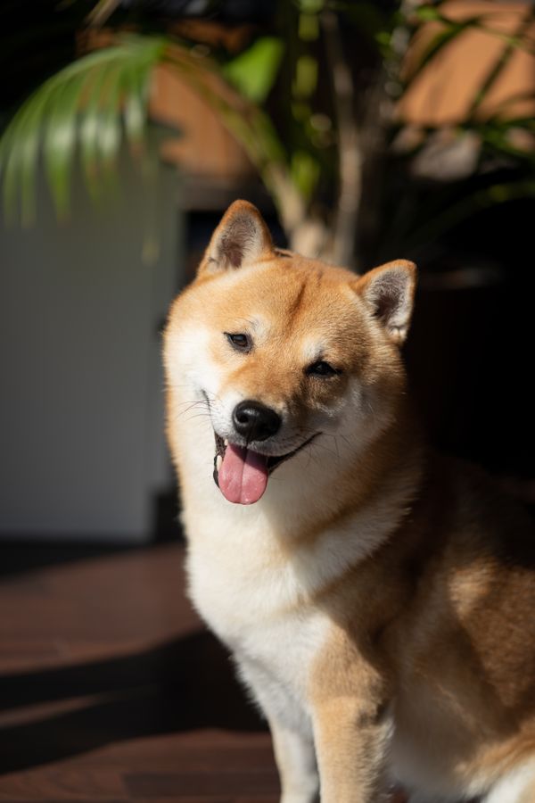 室内でくつろぐ柴犬