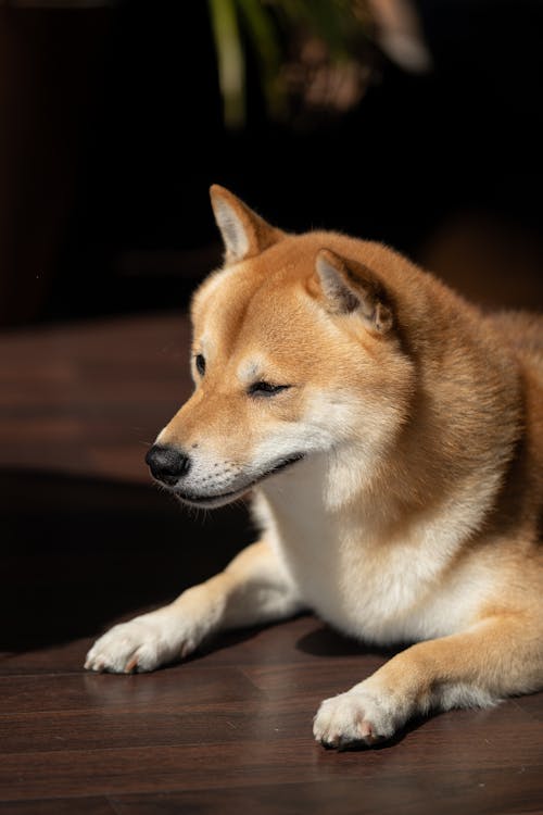Photo of a Shiba Inu on a Wooden Floor