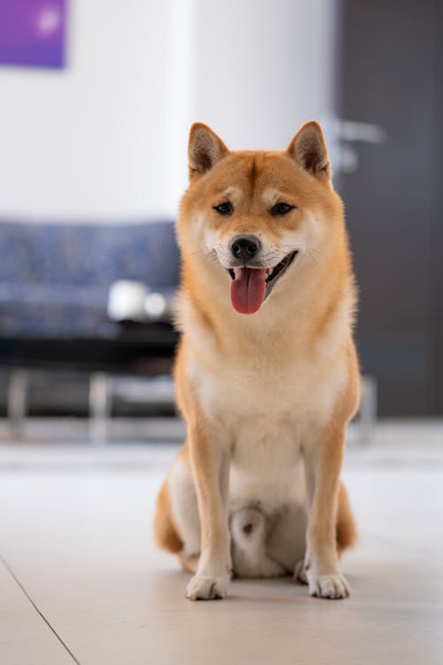 Close-Up Shot of a Shiba Inu