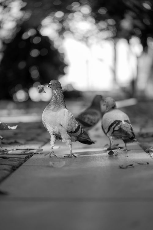 Free Artistic black and white photo capturing pigeons walking on a sidewalk, creating a classic street photography feel. Stock Photo
