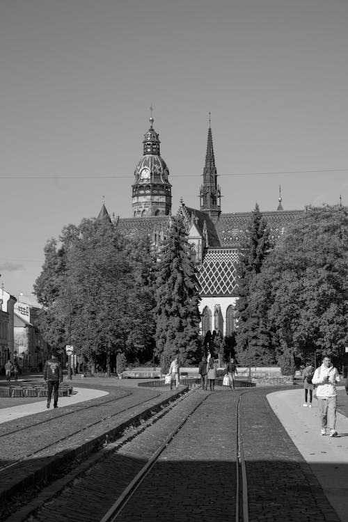 Imagine de stoc gratuită din acoperiș, alb-negru, arbori