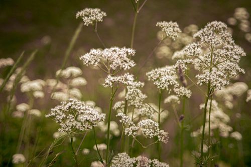 Free A beautiful capture of white wildflowers blooming in a lush natural setting. Stock Photo