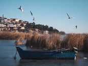 Free stock photo of bird, boat, dawn
