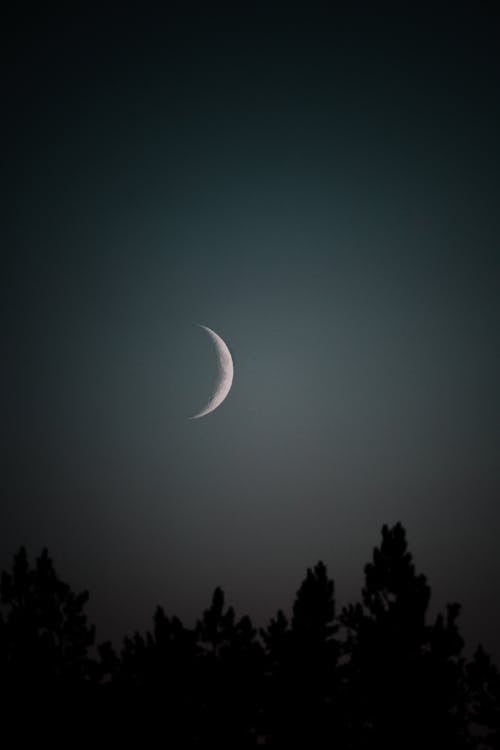 Silhouette of Trees Under Crescent Moon