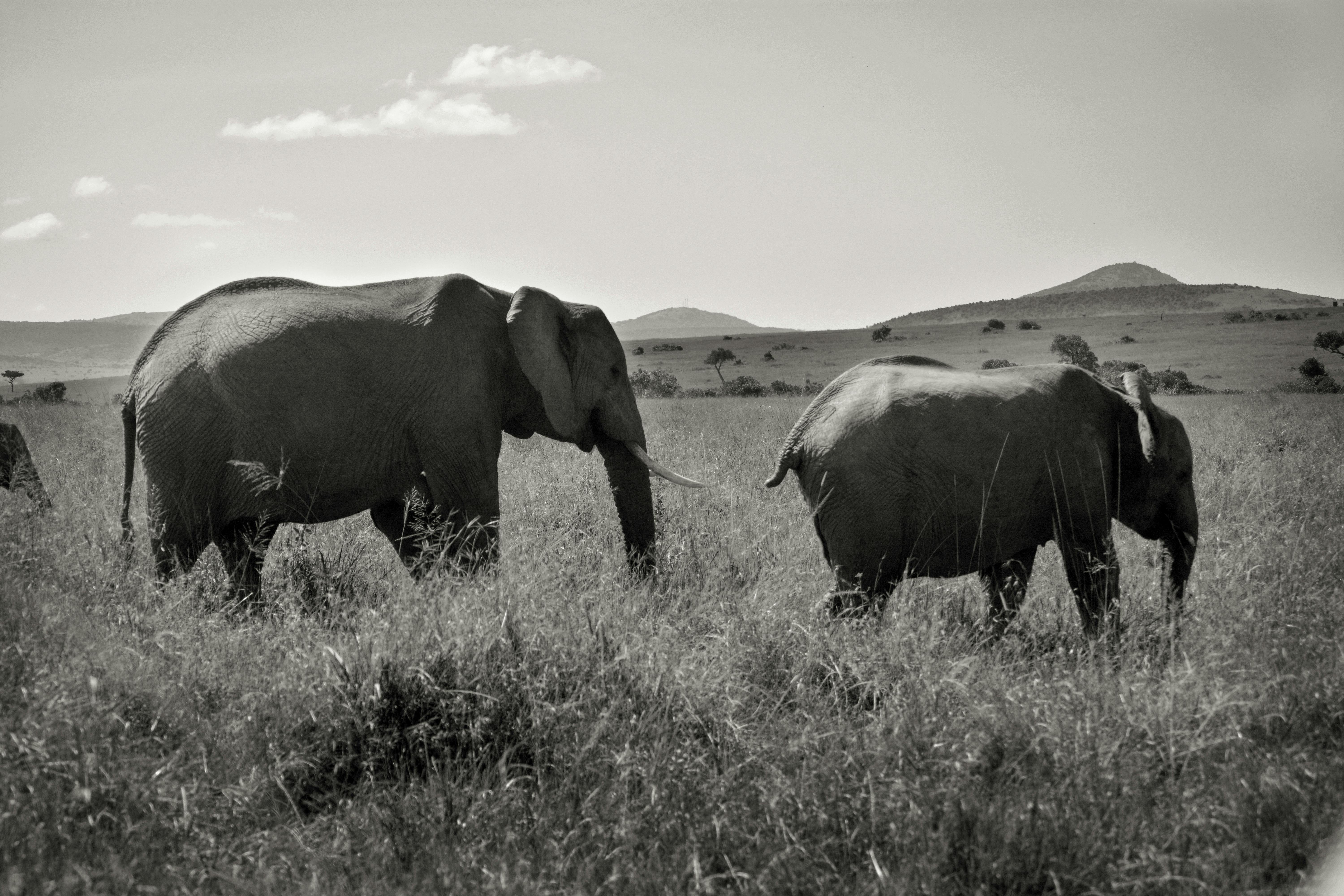 Free stock photo of african elephant, black and white, black and-white