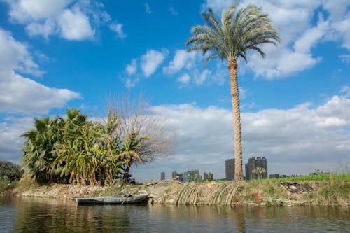 Photograph of a Palm Tree Near a Boat