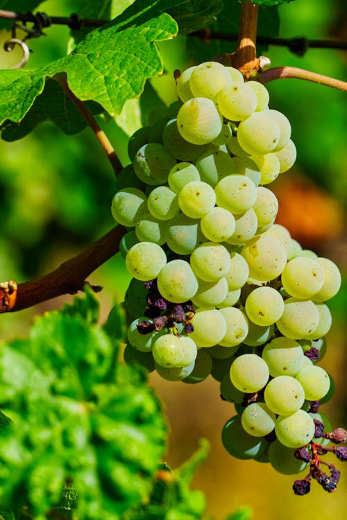 Free A Bunch of Green Grapes Stock Photo