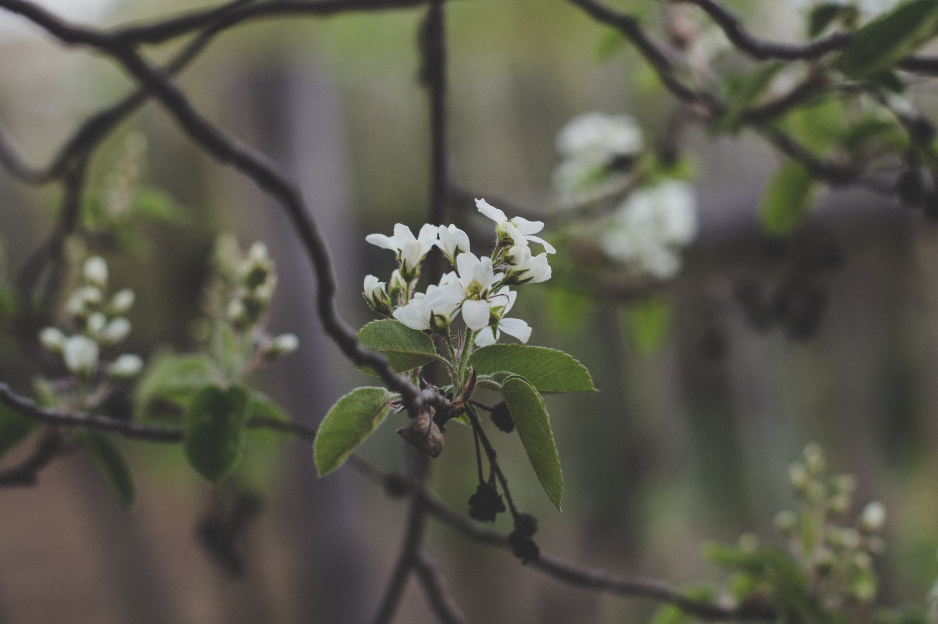 A detailed shot of a blossoming pear tree branch with white flowers, captured outdoors in spring.
