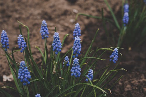 Gratis lagerfoto af blomster, flora, græs