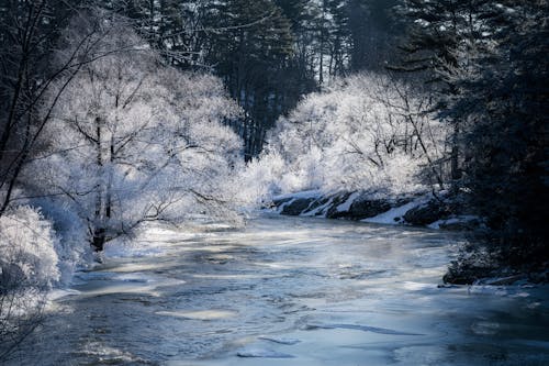 Beautiful Winter Landscape of Frosty Trees and a River 