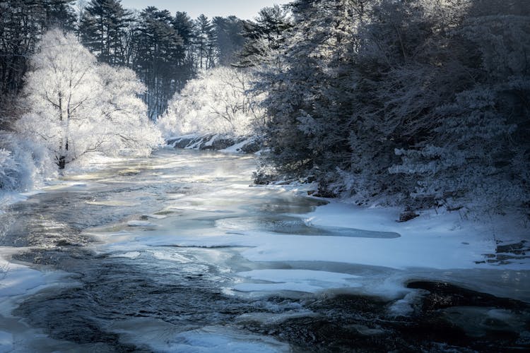 Snow Covered Trees Near A Frozen River