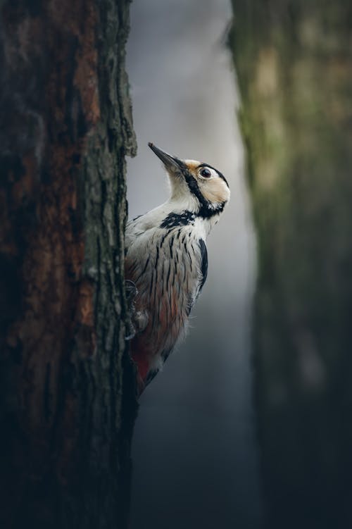Close-Up Shot of White-Backed Woodpecker on Tree Trunk