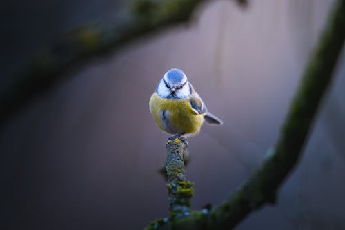 A Bird Perched on a Branch 