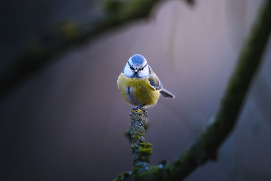 Close-up of a Eurasian blue tit bird calmly perched on a moss-covered branch, creating a serene and natural ambiance.