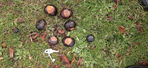 Free stock photo of giant chestnuts Stock Photo