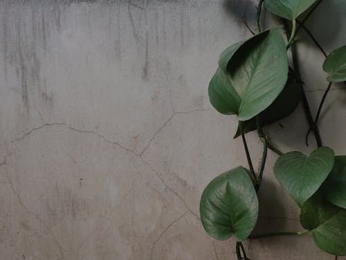 Бесплатное стоковое фото с зеленый, крупный план, листья