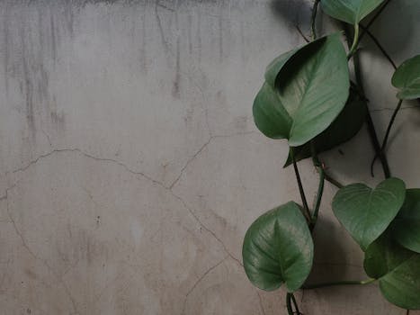 Close-up of green vines climbing a cracked concrete wall in Bien Hoa, Vietnam.
