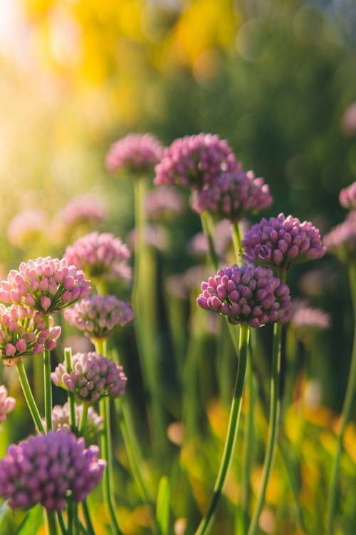 Close-Up Shot of Blooming Mouse Garlic Flowers