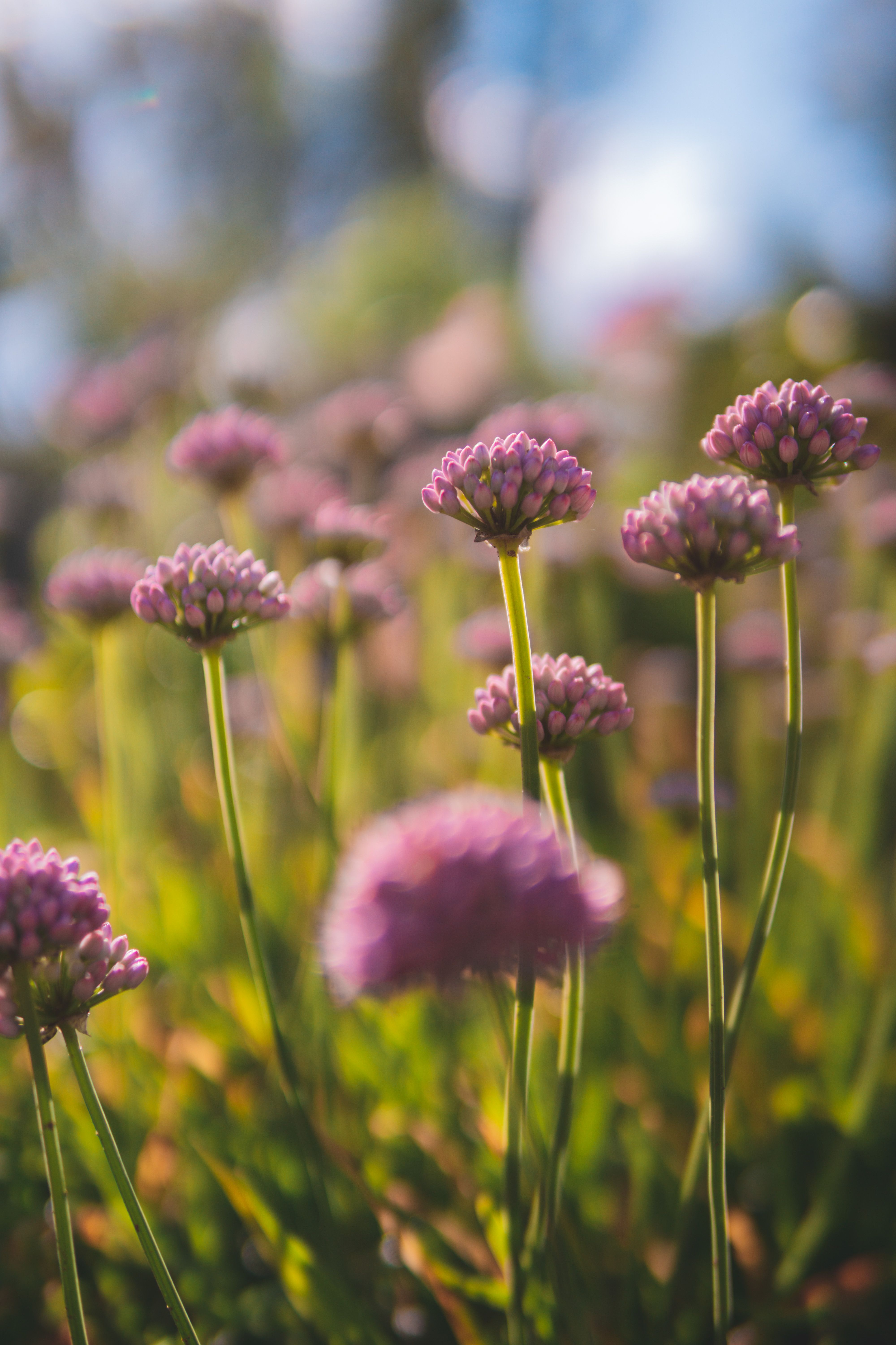 Purple Flowers in a Field · Free Stock Photo