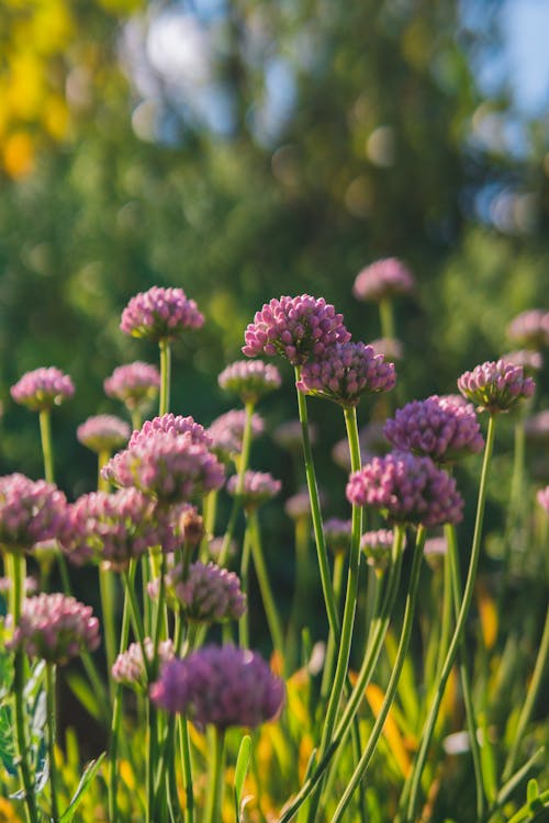 Gratis arkivbilde med anlegg, blomster, lilla