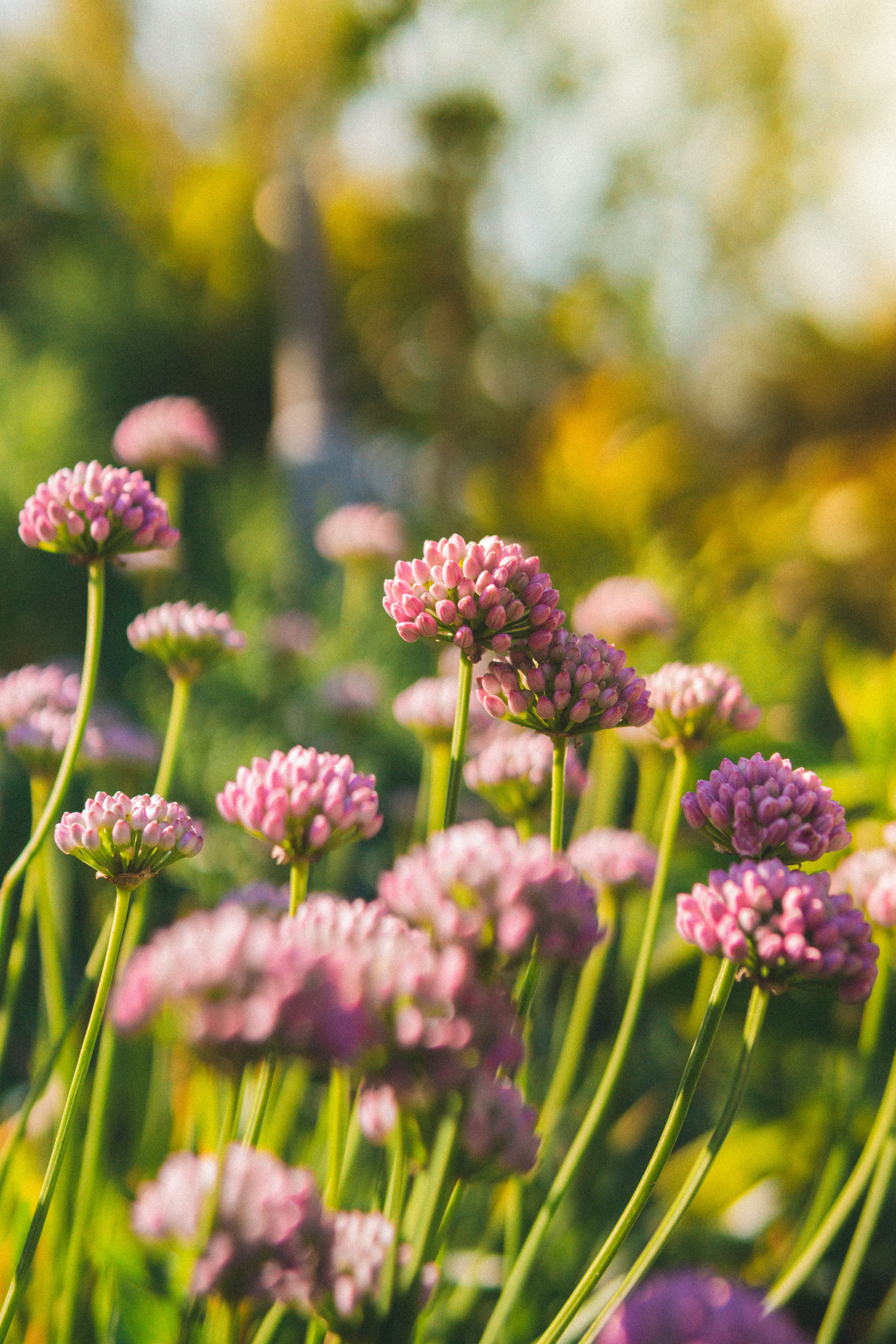 Flowering Plants with Purple Flowers · Free Stock Photo