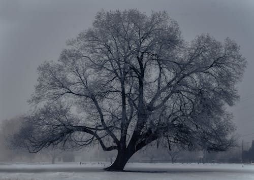 Δωρεάν στοκ φωτογραφιών με δέντρο, εποχή, καιρός