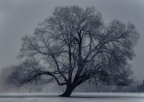 Kostnadsfri bild av grenar, kall, säsong