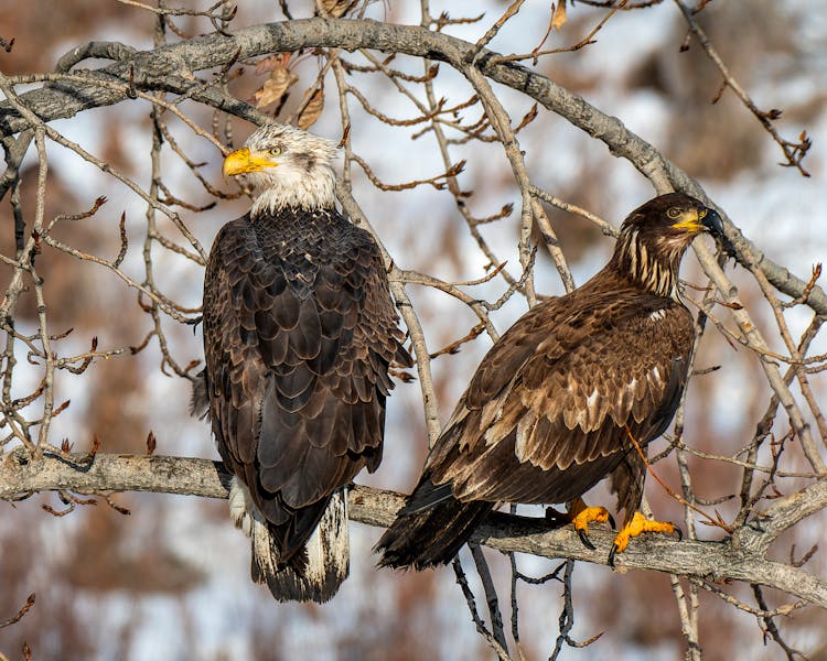 Two Eagles Perching On A Branch