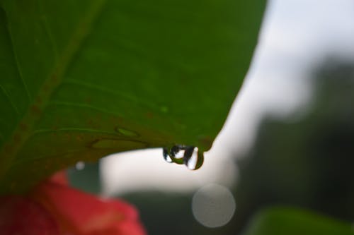 Free stock photo of blur background, drops of water, leaf
