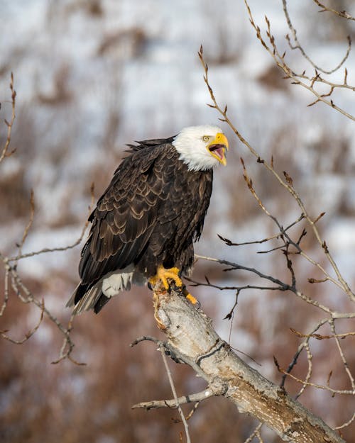 A White and Brown Eagle Perched on Brown Tree Branch
