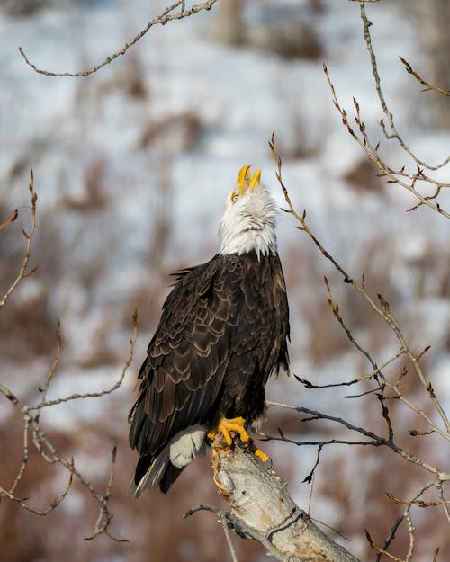 Free Black and White Eagle on Brown Tree Branch Stock Photo