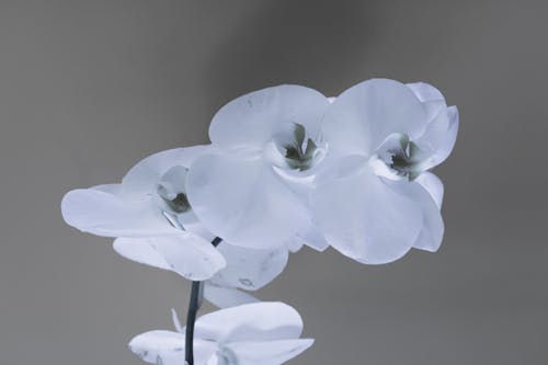 Free White Petaled Flowers Stock Photo