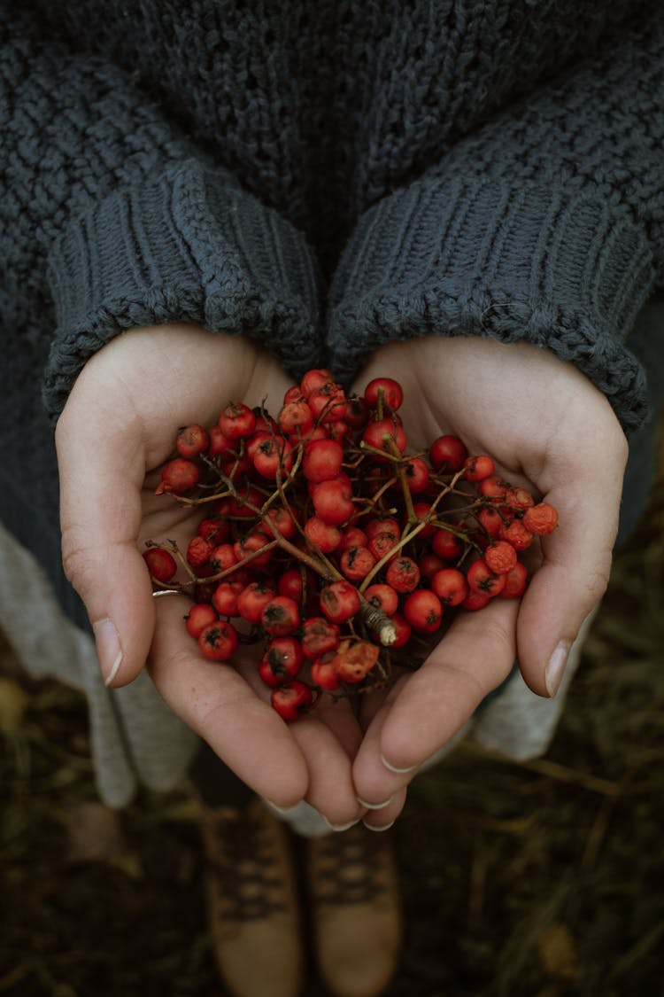 Photograph Of Hawthorn Berries On A Person's Hands