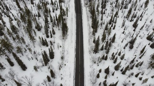 Aerial Photography of Snow-Covered Pine Trees and Road in the Forest during Winter