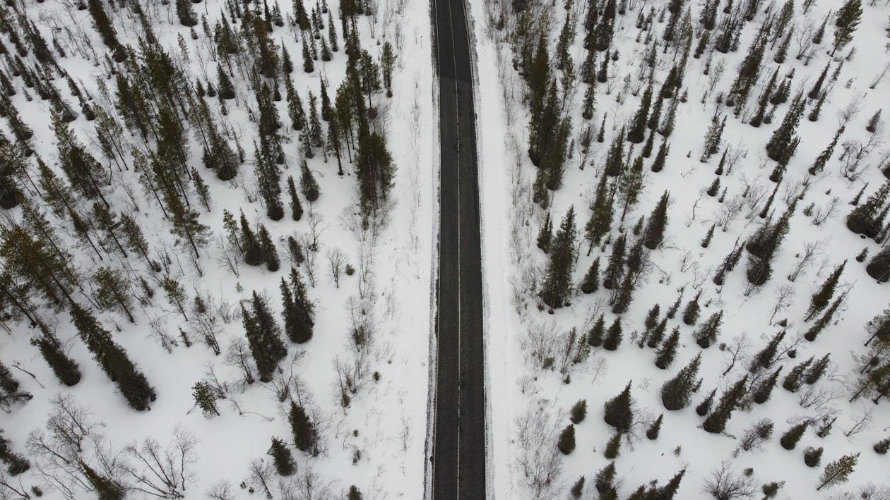 Aerial Photography of Snow-Covered Pine Trees and Road in the Forest during Winter