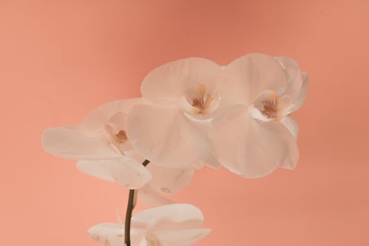 白兰花特写以桃子色为背景，展现柔和优雅