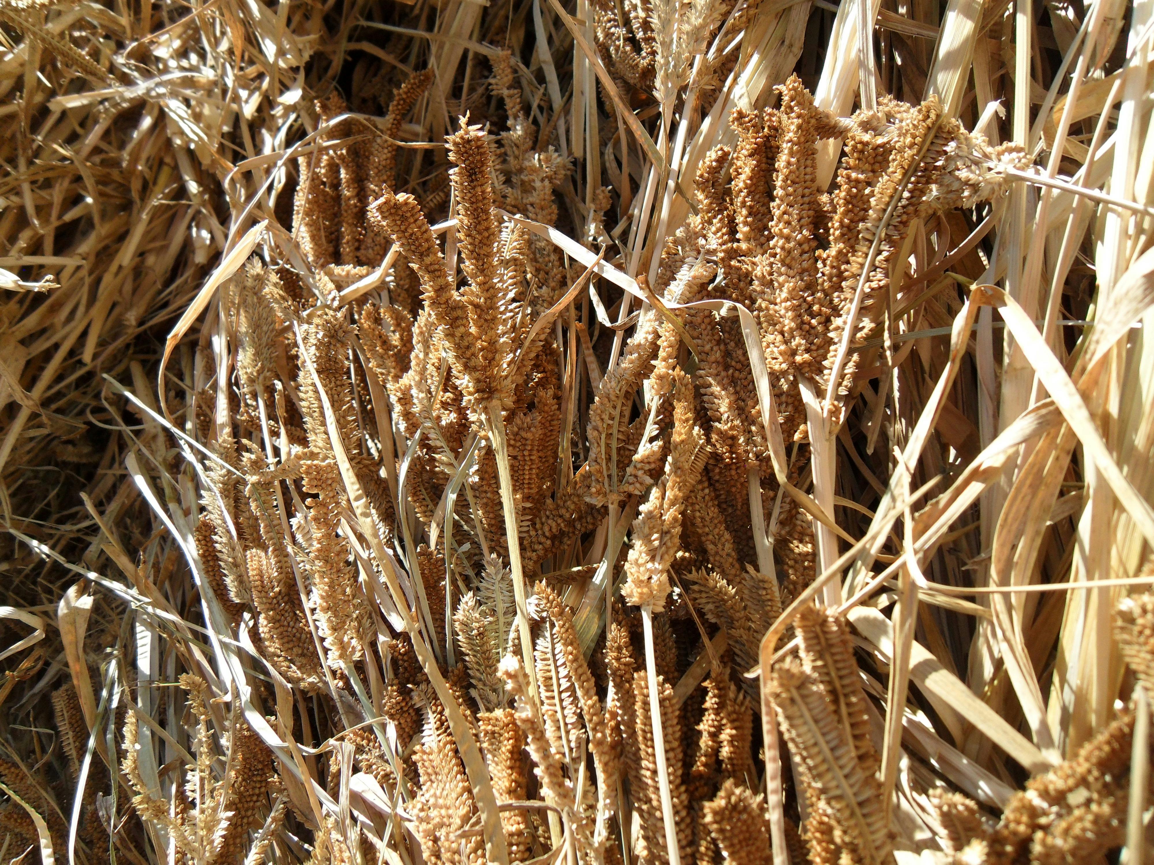 Free stock photo of African Millet