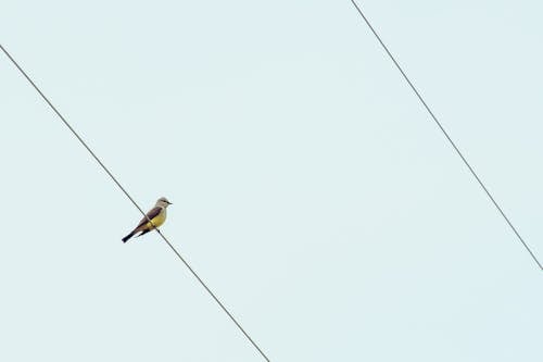 Vogel Auf Kabeldraht