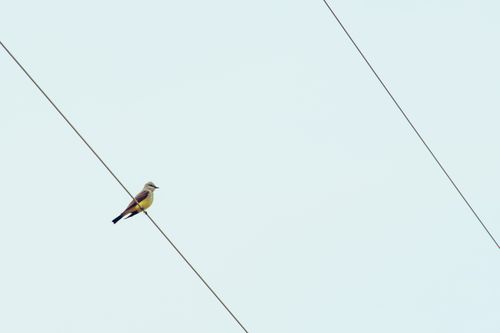 Free A solitary bird perched on power lines in a clear blue sky, symbolizing freedom. Stock Photo