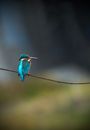 Blue and Brown Bird on Brown Branch