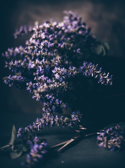 Close-Up Photograph of Lavender Flowers