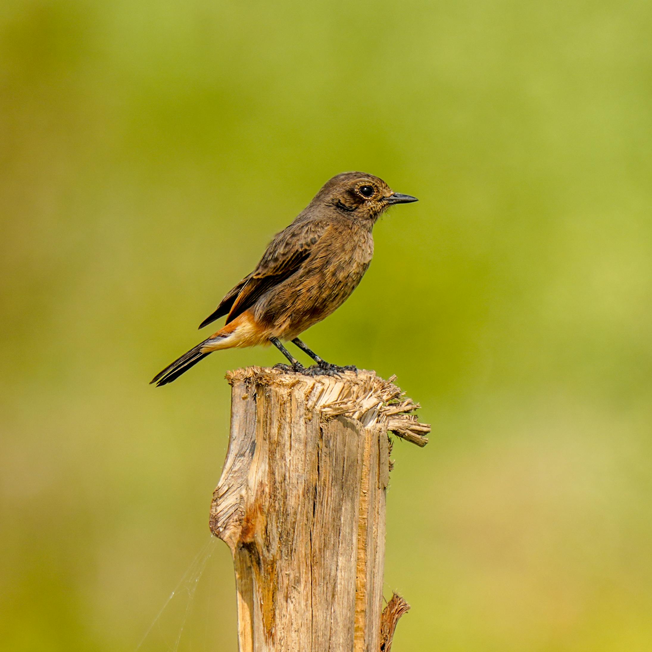 A Pied Bush Chat perched on a wooden post in Hyderabad, India.