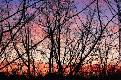 夕焼け色, 日没, 暗い森の背景の無料の写真素材