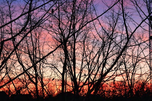 Gratis stockfoto met bomen bos, Bos, donkere bos achtergrond