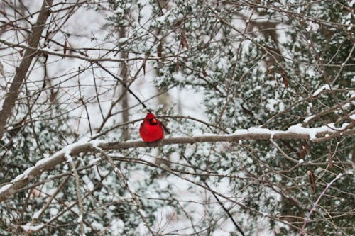 Gratis stockfoto met kardinaal, sneeuw, vogel