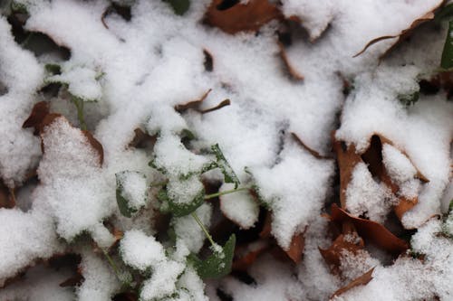 Free stock photo of brown leaves, snow, snow covered ground
