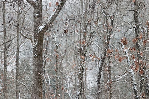 冬の森, 雪の背景の無料の写真素材